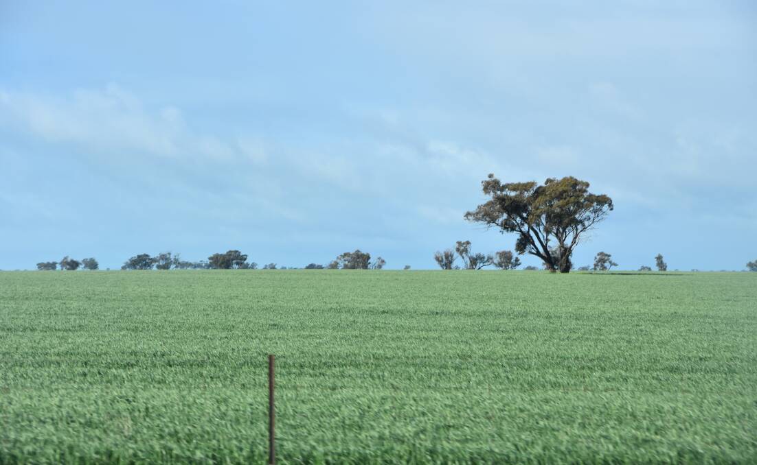 Crops in the Mallee are progressing reasonably given the dry start and will benefit from this week's rain.