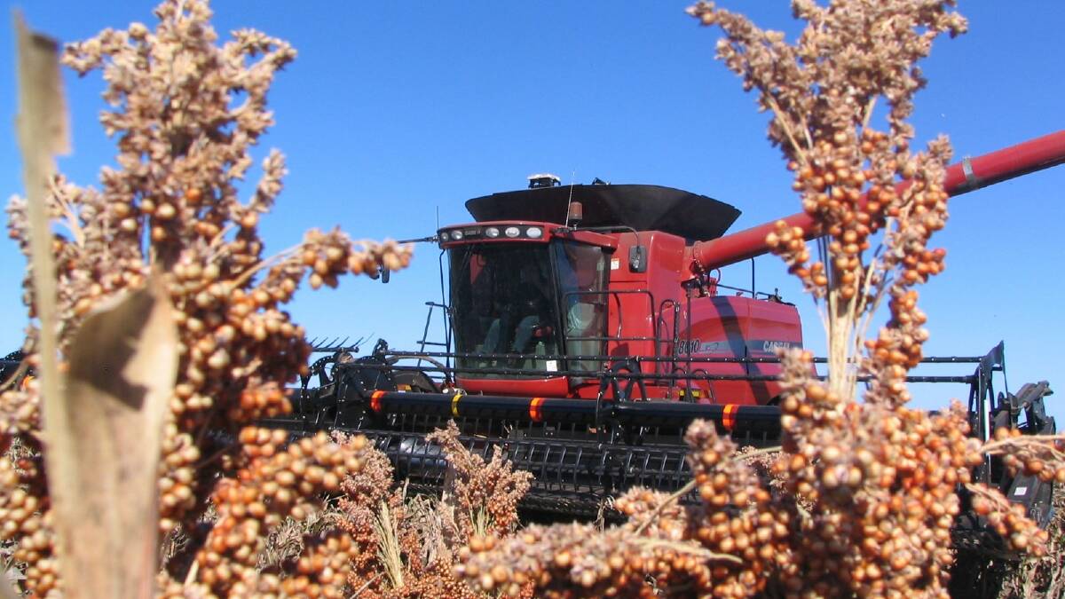 SIZZLING SORGHUM: Farmers are hoping that early sown sorghum that was not flooded will yield well enough to make up for areas lost.