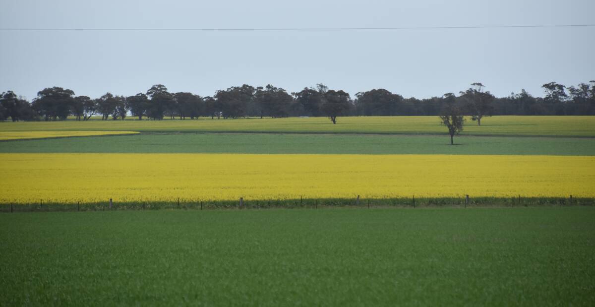 NATIONAL COLOURS: Much of the country is swathed in our national colours at present with canola and cereal crops both looking a treat.
