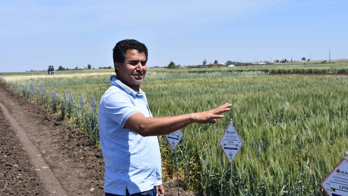 Ouzzine Mohamed points out popular local grain varieties.