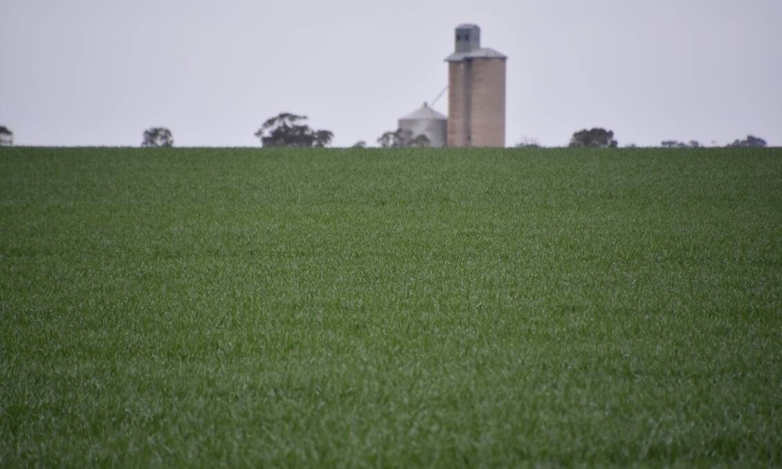 TILLERING: Wheat grows happily under the watchful eye of an old silo in the Wimmera.