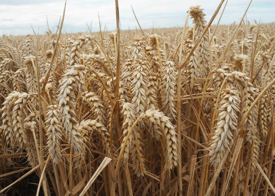 The heads of the record setting Kerrin wheat crop grown by Eric Watson near Ashburton, New Zealand.