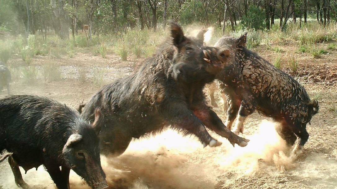 Wild pigs are becoming an increasingly big problem for farmers across the country. File photo.