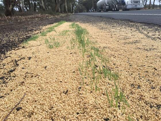 Dumped grain by the roadside on the Calder Highway. Photo: Agriculture Victoria.