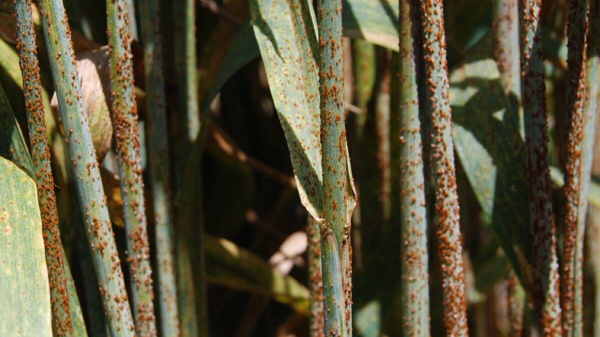 Fungal disease such as stem rust, pictured, and stripe rust, cause the world economy millions of dollars of damage each year.