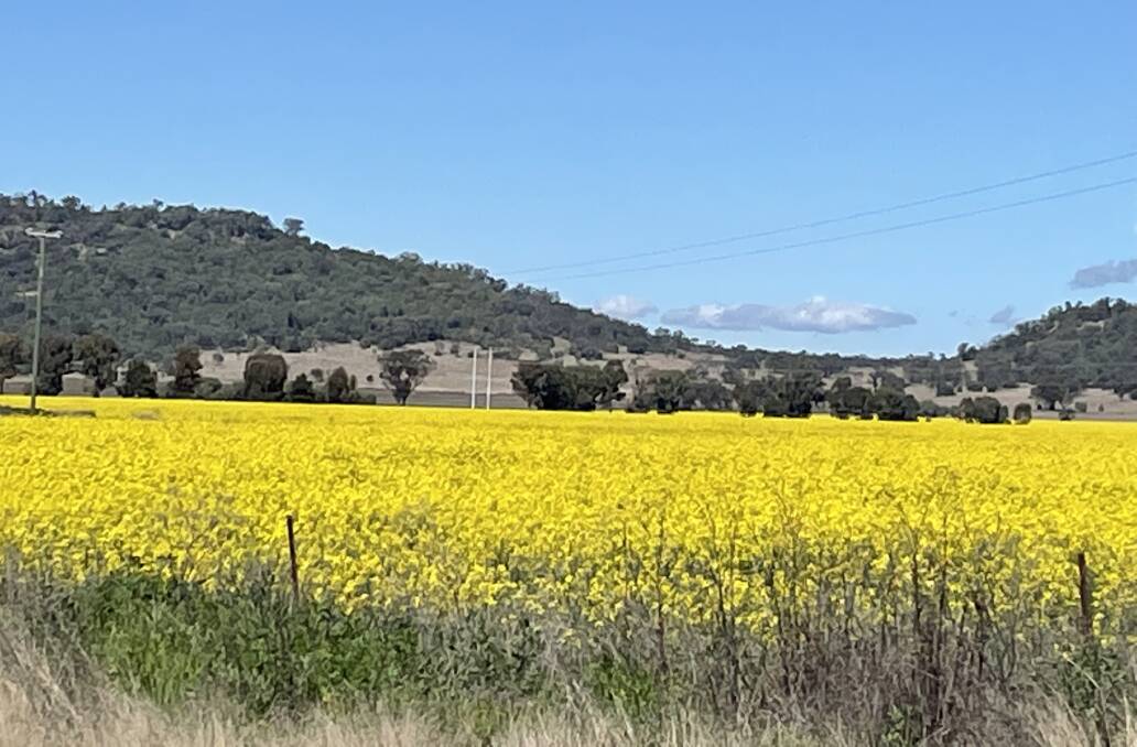 EXPANSION: There has been a lot more canola planted in NSW such as this crop near Gunnedah. Photo: Penelope Arthur.