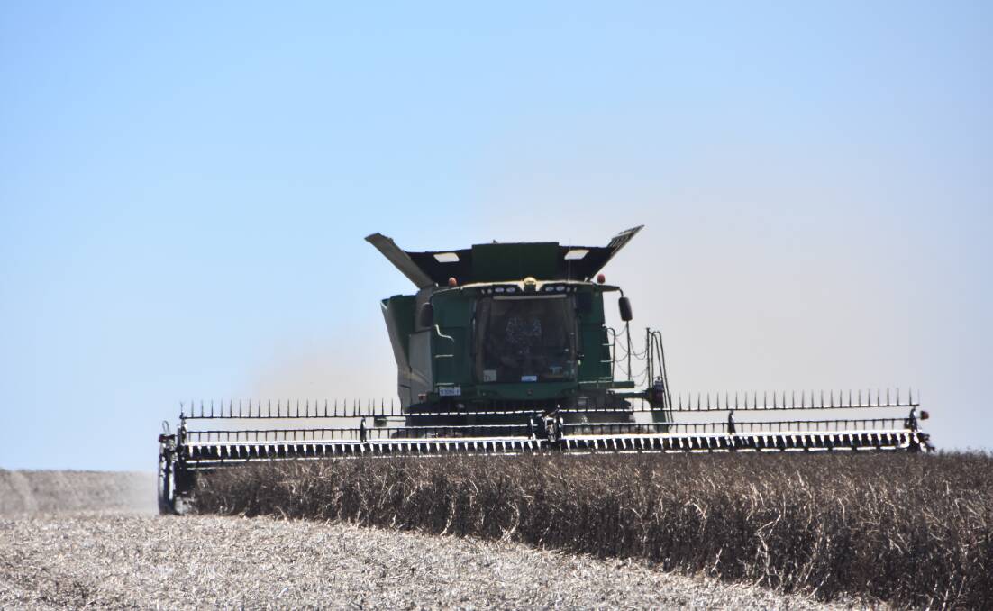 DOING A FABA: Faba beans will be a major feed stock for the Australian Plant Protein development in South Australia.
