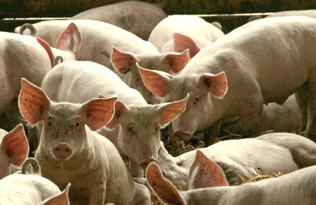 African Swine Fever in China may throw up opportunities for Australian red meat producers. 