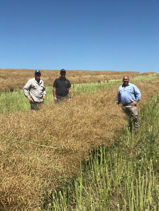THUMPER: The record canola crop at windrowing time. Pictured from left to right, John Kirkegaard, CSIRO Agriculture and Food; James Cheetham, Delta Agriculture; Peter Brooks, Princess Pastoral Co.