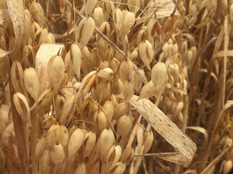 Oats are in high demand this year, with northern farmers looking to plant crops to generate some feed.
