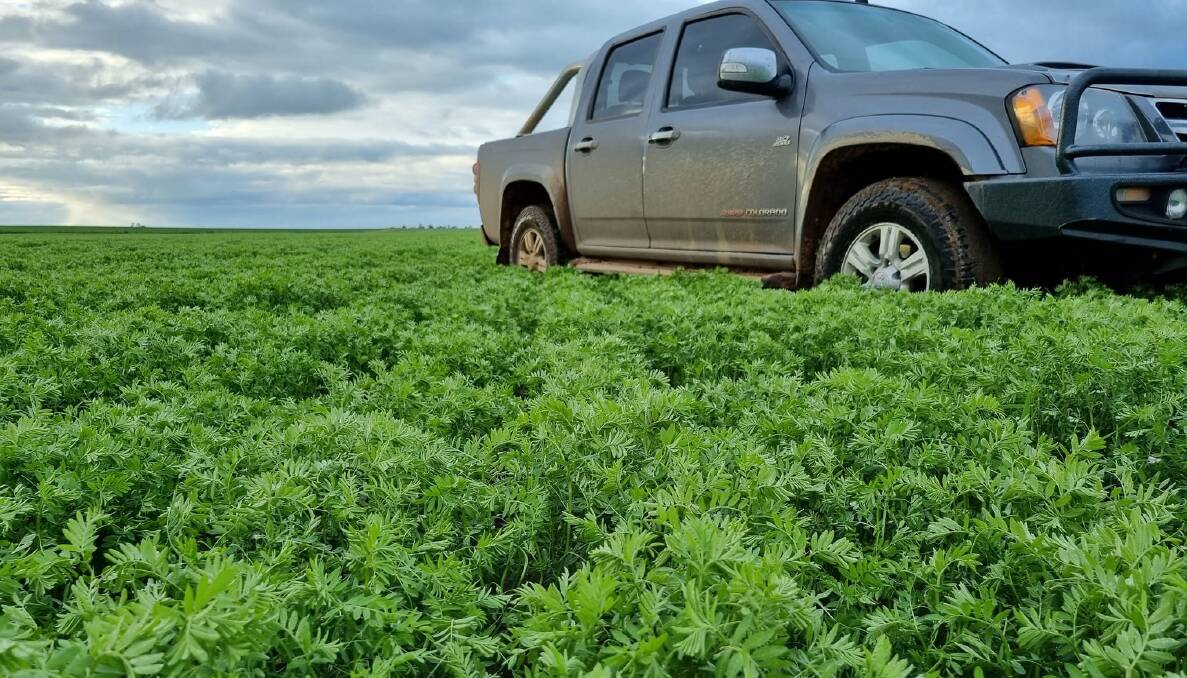 ON TRACK: Mallee producer Brenton Cunning, Beauchamp, between Kerang and Swan Hill, captured his lentil crop in good health last week. 