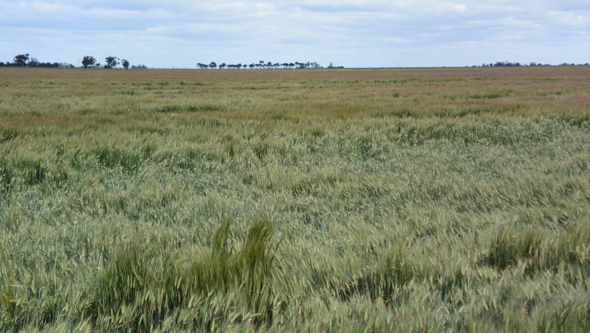Lodging was a key problem for the Compass barley variety, in spite of claims its straw strength was better than its predecessor Commander.