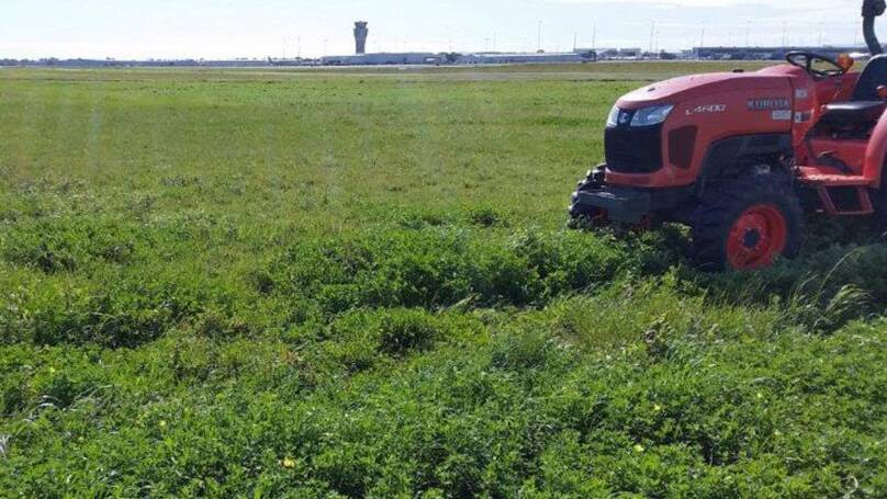 Growing lucerne in the buffer zones of the Adelaide Airport is promising in terms of lowering ambient temperatures, which in turn can reduce carrier costs.
