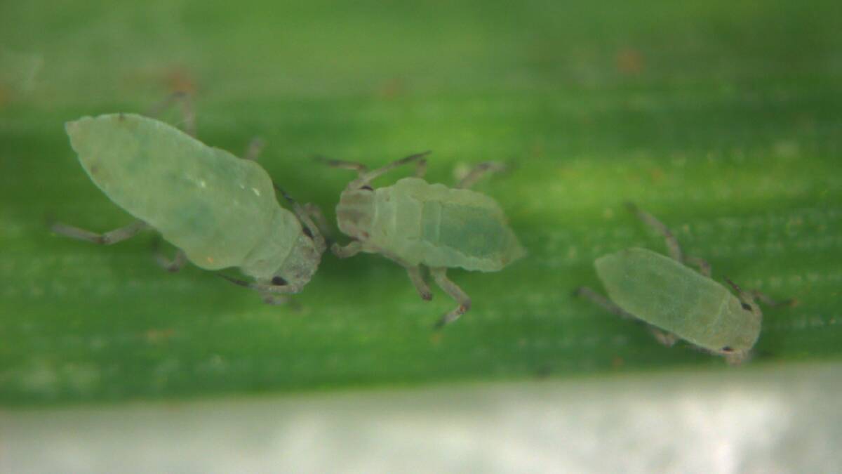 Researchers have confirmed that all Russian wheat aphids found in Australia have the same genetic make-up.
