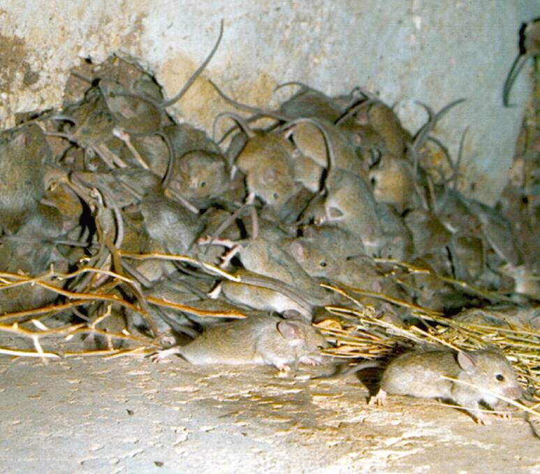 Mice will be difficult to bait if there is other feed easily available.