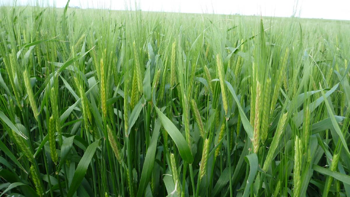 With plenty of barley ripening across the country at present farmers will be buoyed to know there is at least some Chinese demand for their product.