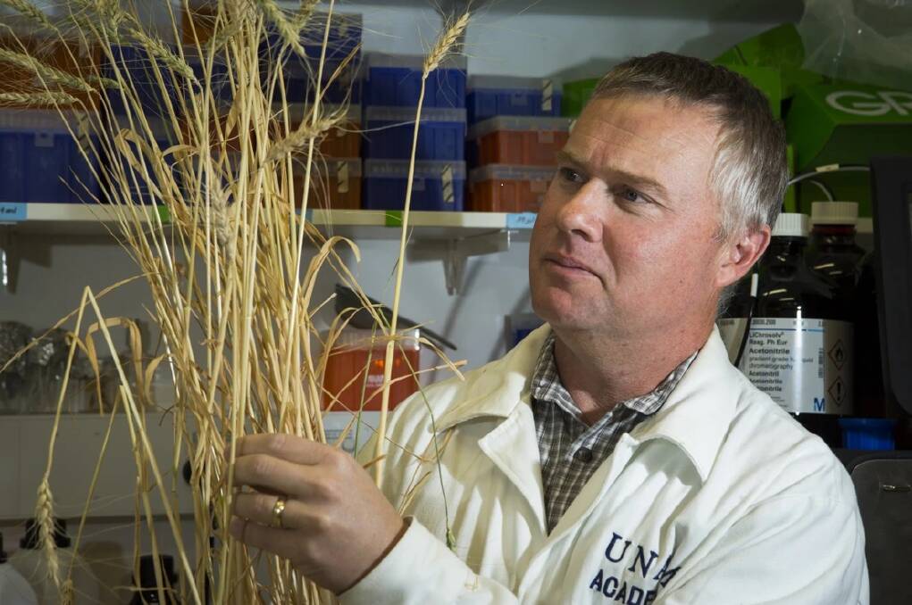 ANU researcher Peter Solomon inspects Australian wheat varieties for symptoms of the disease wheat blast.