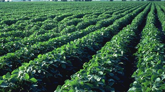 China has approved a US genetically modified soybean for import.