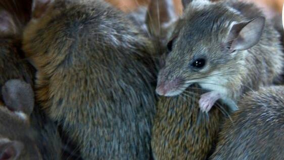 Grain Producers Australia says the APVMA's decision to not allow a permit for the use of bromadiolone to control mice is a good thing.