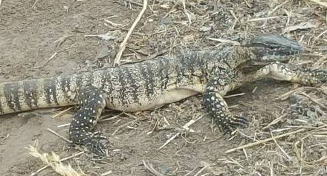 Goannas are one of a number of predatory species that could be negatively impacted if bromadiolone is registered for use to control mice in broadacre situations according to a team of academics.