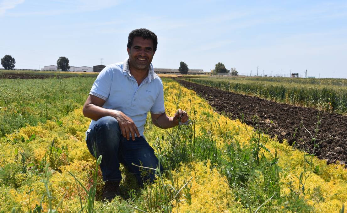 ICARDA Marchouch research farm manager Ouzzine Mohamed in a weed management trial at the farm.