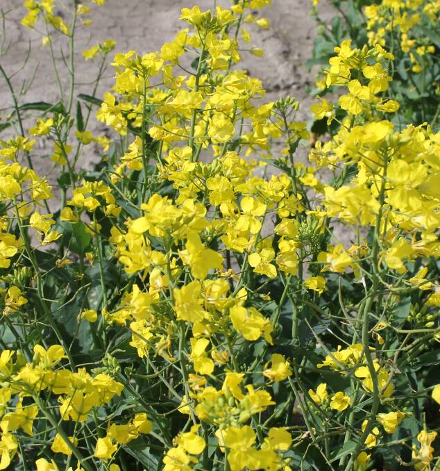 Australian canola producers are hoping a potential ban on glyphosate in the European Union will not see changes to EU import regulations. The EU is the largest buyer of Australian canola globally.