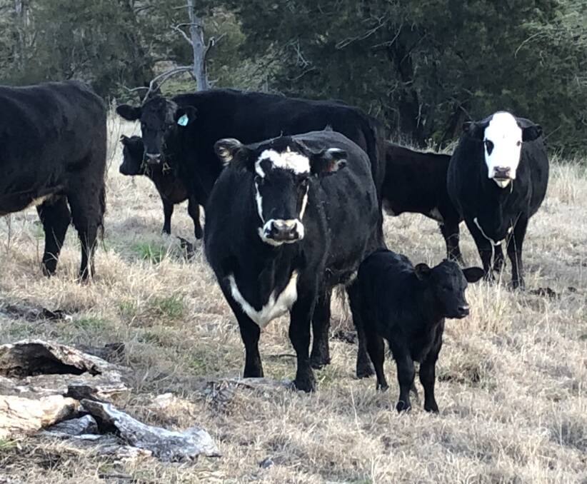 Baldy cows and calves, all by KO bulls. Picture supplied