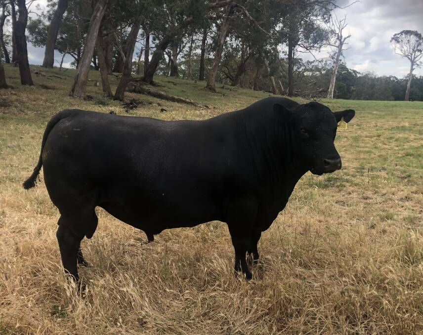 The Hutchisons' Angus-based herd has continued to grow since 2000. Picture supplied