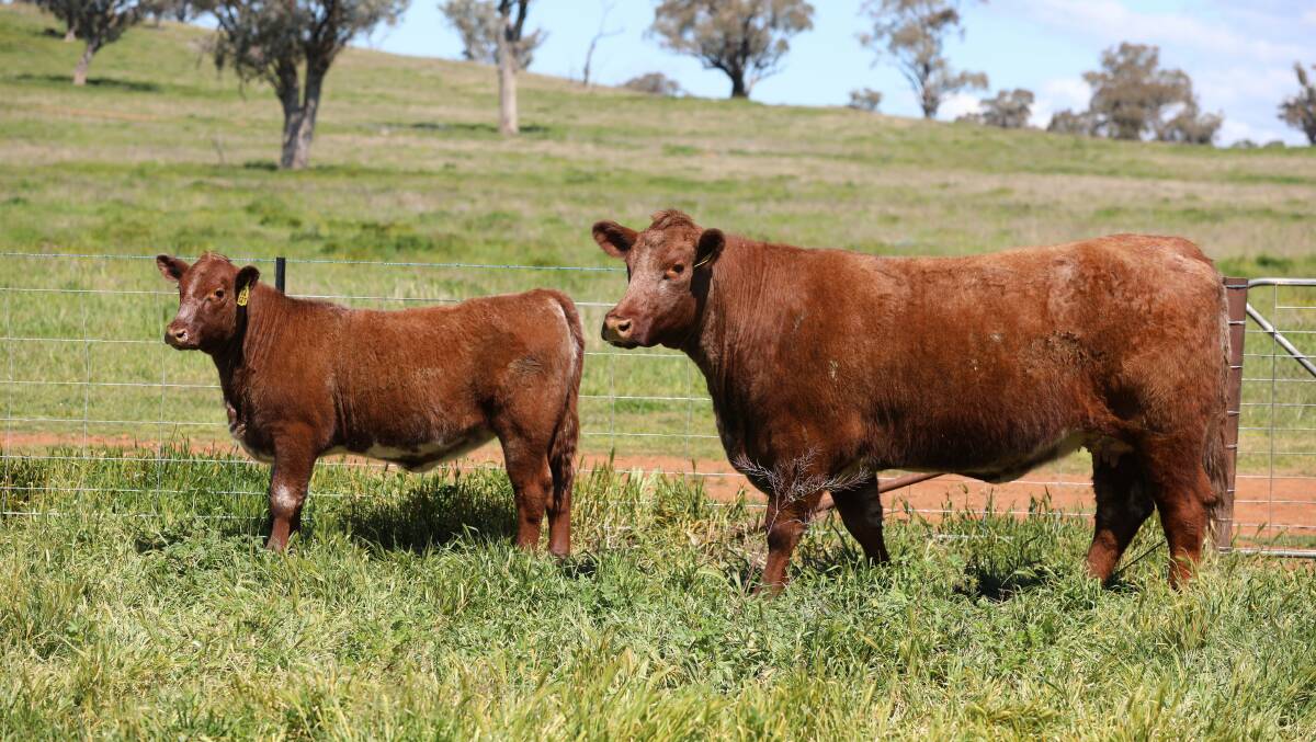 Donor prospect: Lot 15 Moombi Isobel P75 (P), is considered to be a top donor prospect.