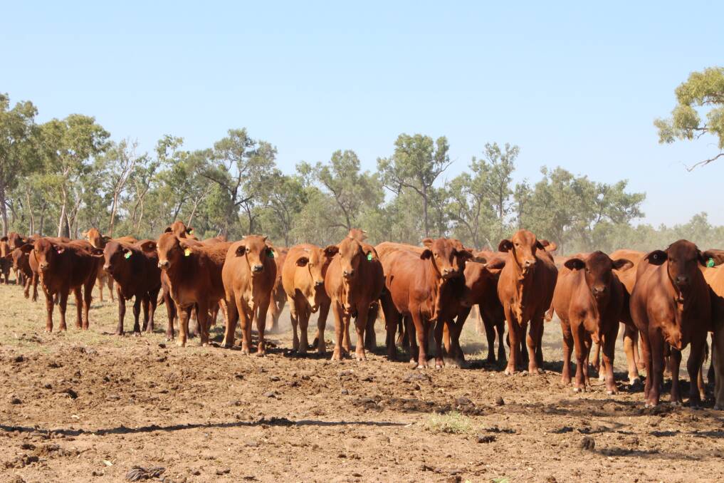 Target: On Bygana, young Droughtmaster cattle are educated then put in the paddock until they are 12 months old. They are then either sold to restockers or finishers targeting the grass-fed EU premiums.