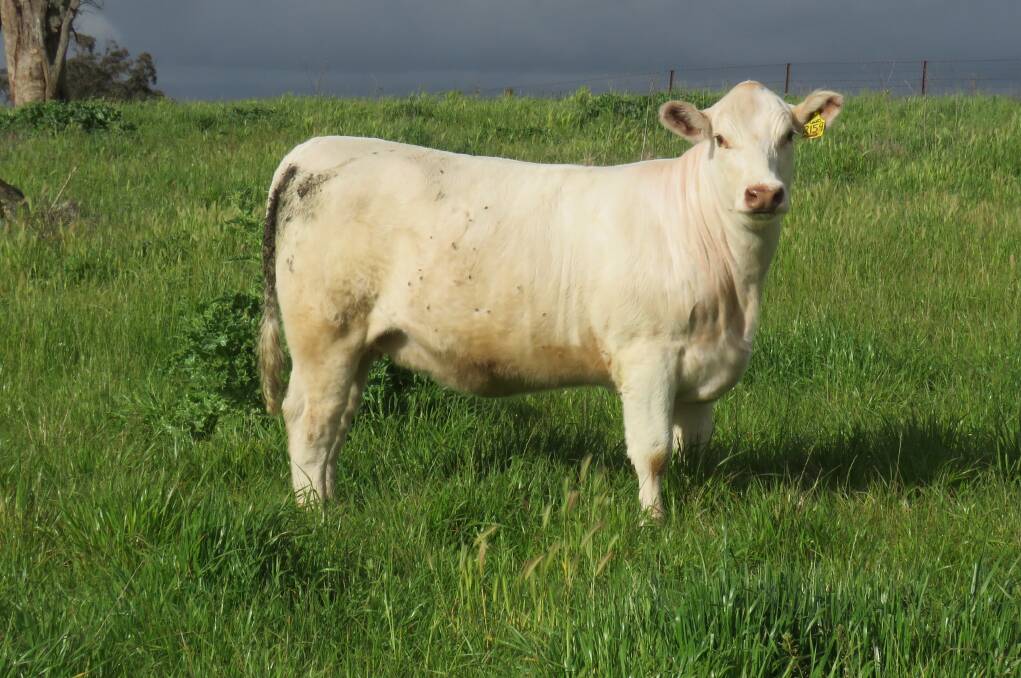 Immaculate genetics: Lot 34, Royalla Margie Girl R159 (P), is one of 80 females (including calves) selected by Royalla for the 50th anniversary sale.