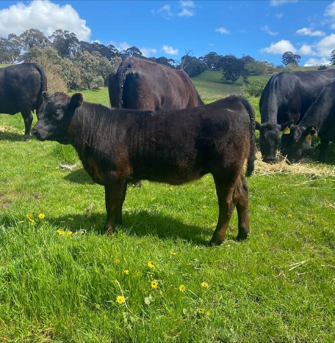 The Gibsons have decided to establish their own Angus stud in 2024, as they're keen to pursue their own breeding objectives. Picture supplied
