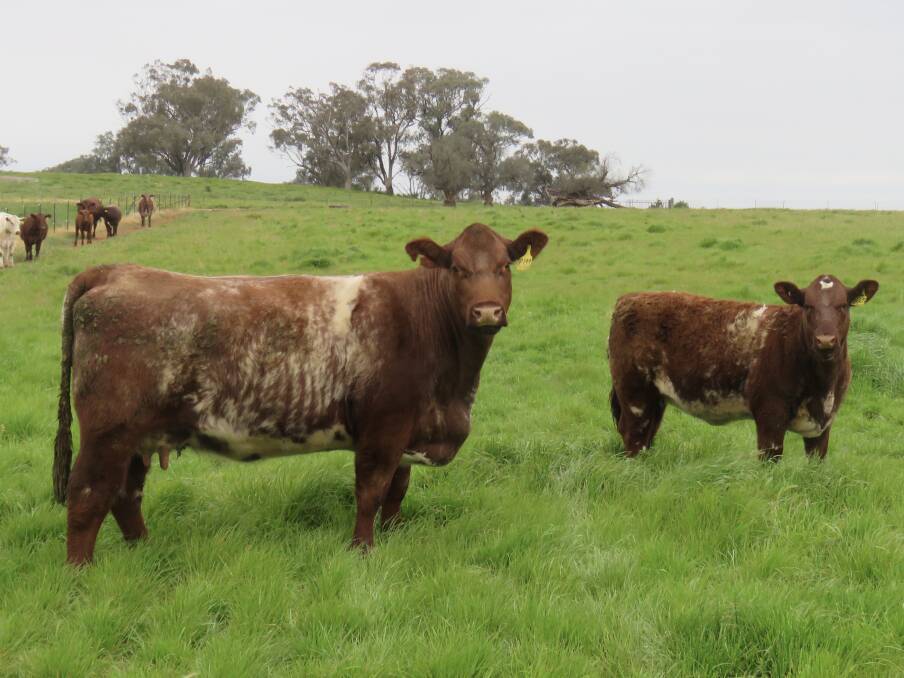 Isobel influence: Lot 25 Royalla Isobel L007 (P). Thirteen lots in the Royalla draft are descendants of the influential Isobel cow family.