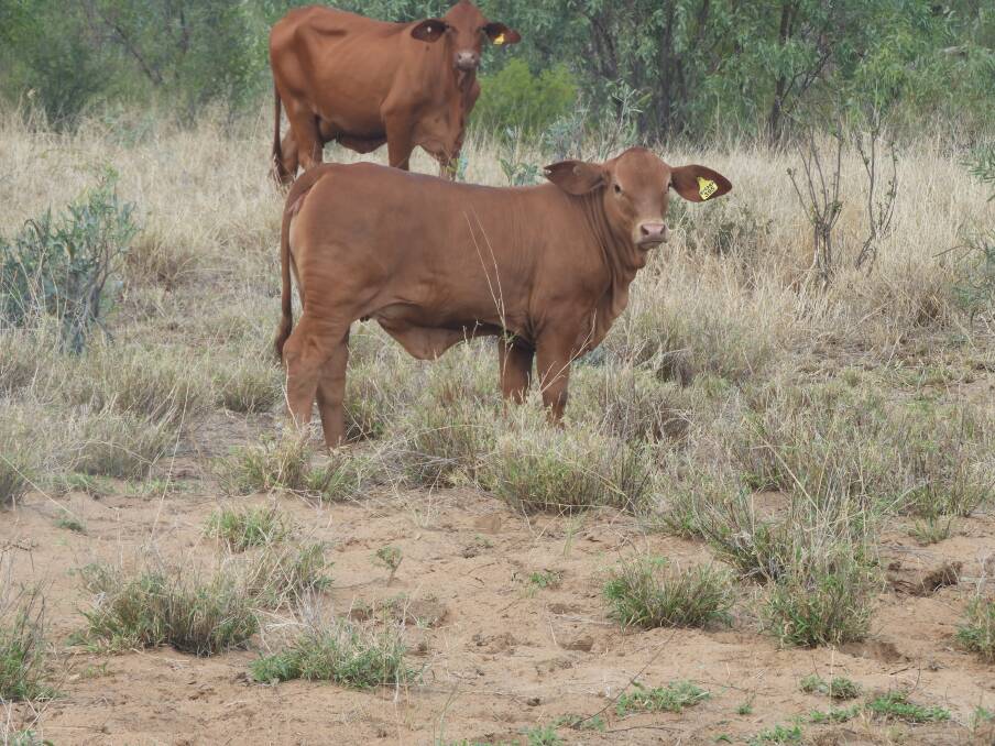 Strategy: On Bygana, the Kiernan's young cattle are educated then put in the paddock until they're 12 months old. 