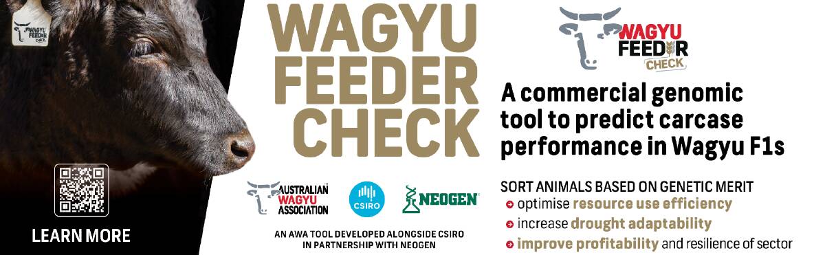 Wagyu Feeder Check assists first-cross producers by providing data on the genetic merit of Wagyu content animals for key traits, including carcase weight, average daily gain, marble score, eye muscle area and rump fat. 