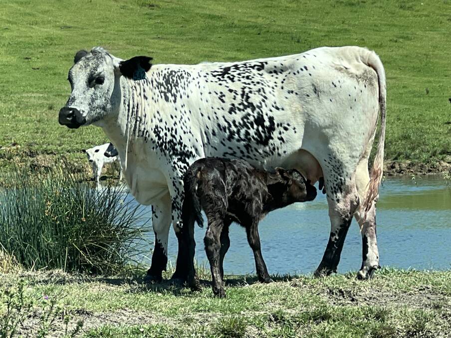 This Speckle Park heifer is out of a first-cross Braford cow by a purebred Speckle Park bull, her calf is by Ulysses a purebred Speckle Park bull. Picture supplied