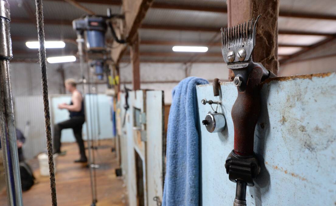 As sheep and lamb prices have dropped and wool - while having rallied in recent weeks - remains relatively low, too, discussions have emerged among shearers who are considering cutting their rates. File photo.