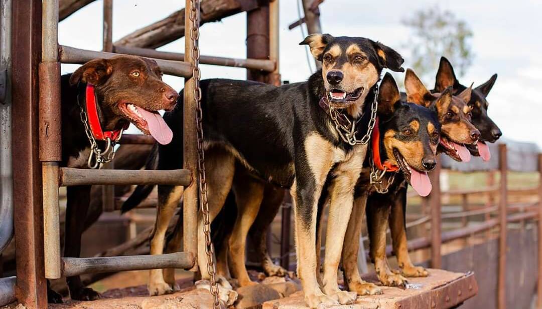 Aticia Grey stepped up as manager of her family's West Pilbara cattle station a few years after picking up her first team of kelpies in 2013.