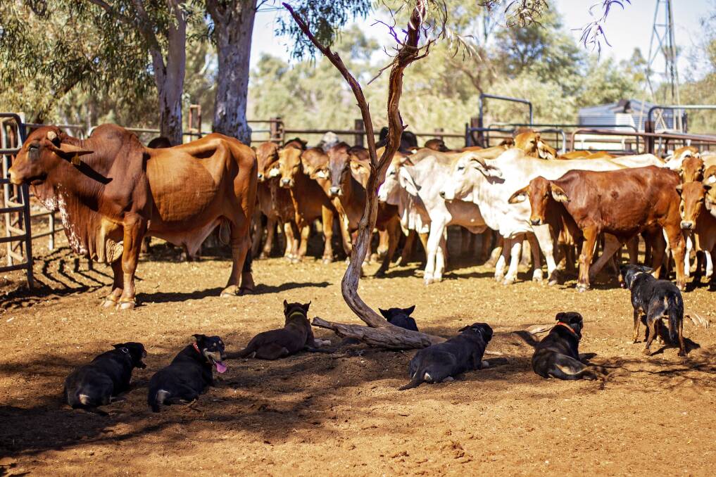 Ms Grey manages more than 200,000 hectares at her family's outback cattle station, Glenflorrie.
