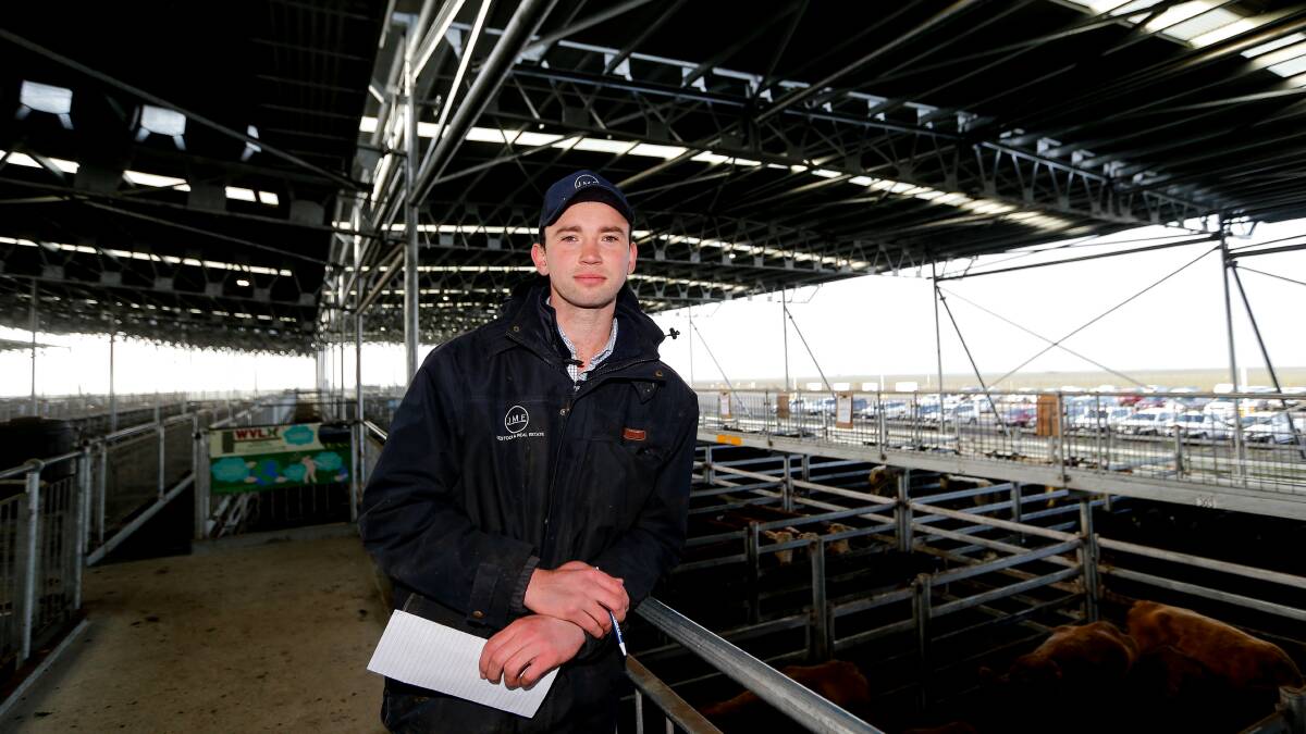BIG YARDING: Jack Hickey, JM Ellis & Co said a milder winter, in the south-west, meant local restockers were bidding on the large Mortlake yardings.
