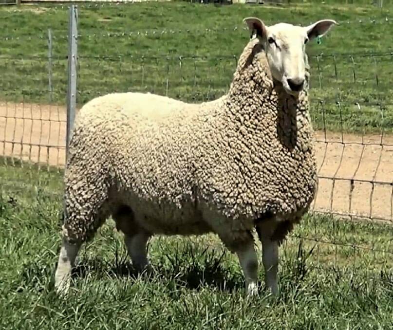 TOP PRICED RAM: The Gilmore's Baringa stud, Oberon, achieved top price, of $6500 with this ram.