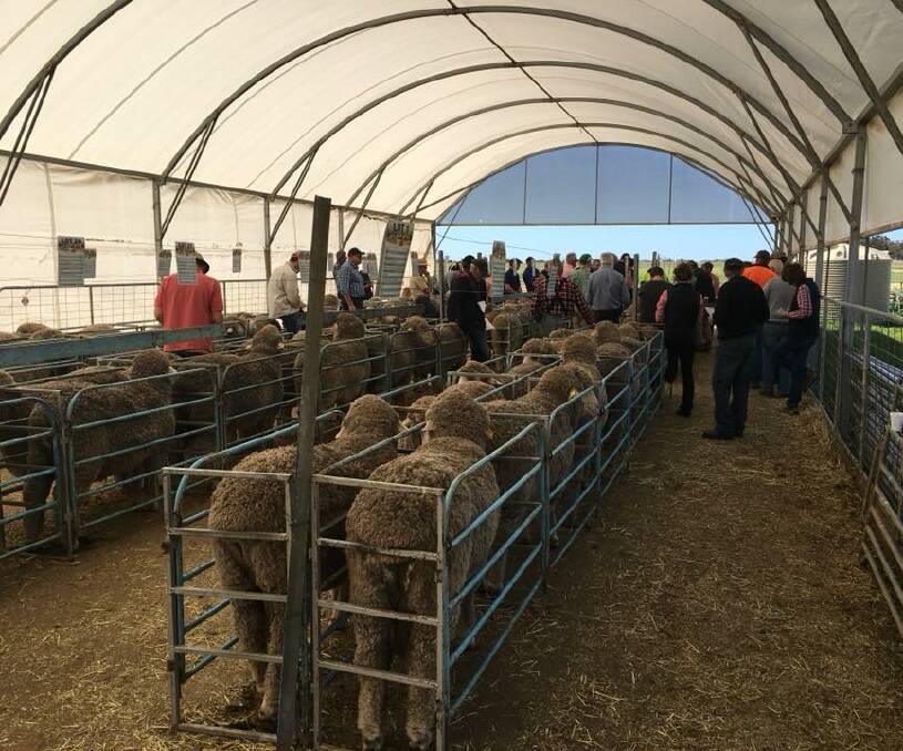 STRONG SALE: The line-up of rams at Sohnic, Marnoo East, before another successful sale. The stud achieved a top price of $6000, twice.