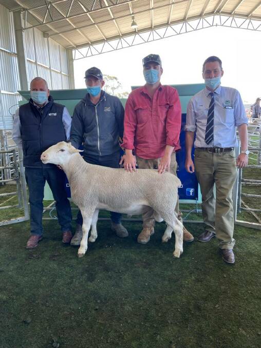 TOP SELLER: Driscoll Mcillree & Dickinson Nhill livestock agent Chris Barber, stud principal Damien Hawker , Ben Harding, and Westech Ag Kyle Livestock agent Stuart Kyle with the top priced ram. 