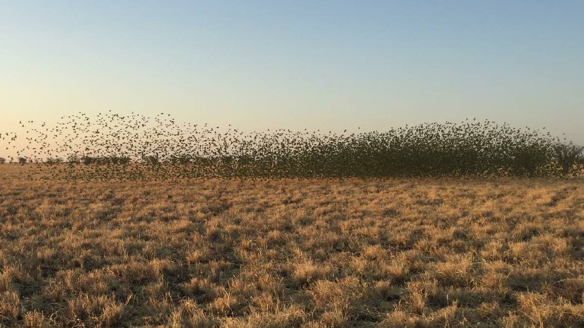 Some of the thousands of budgies flocking together around Richmond, as photographed by Terry Carrington.