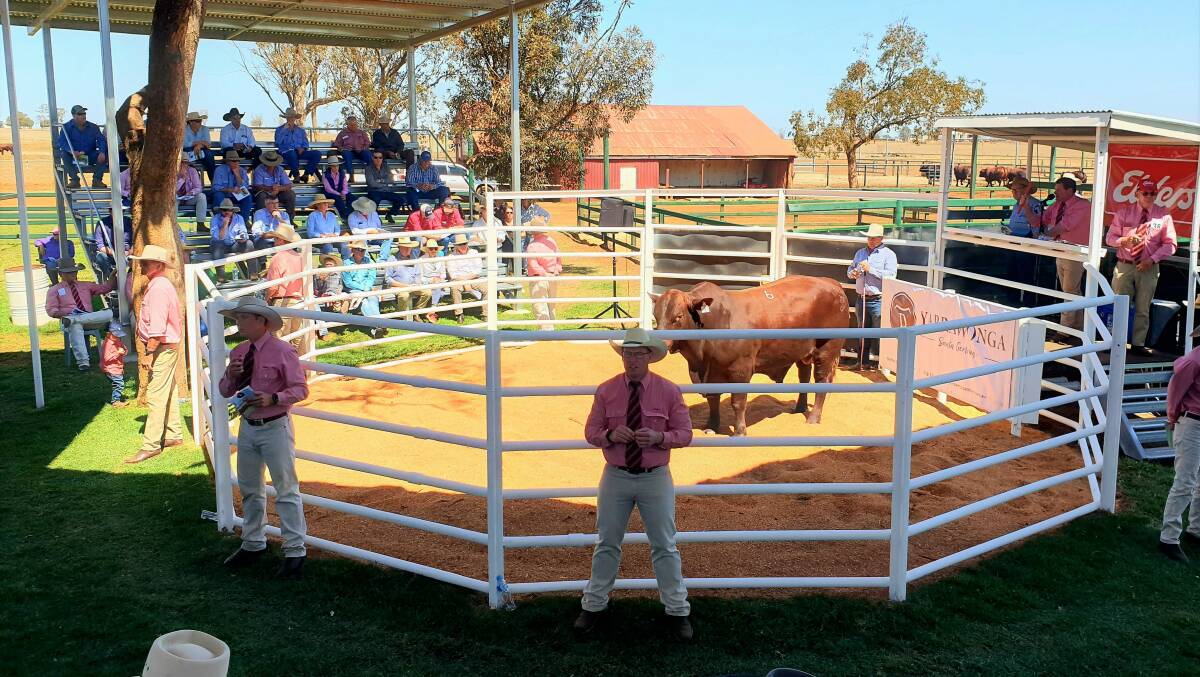 All eyes were on the ring at Yarrawonga on Thursday.