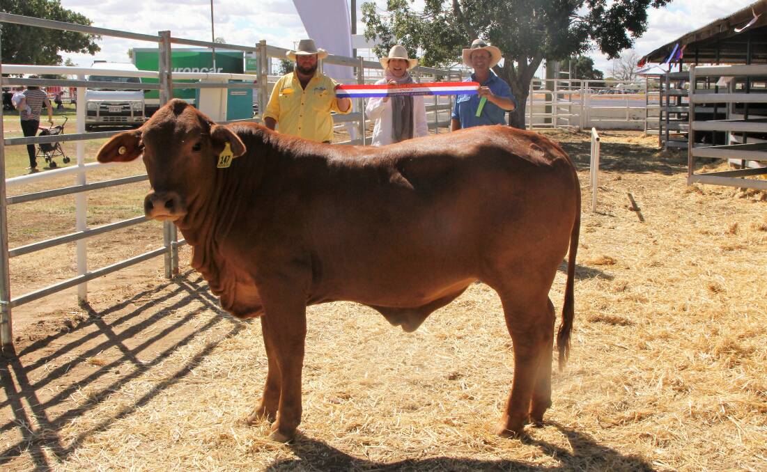 Supreme showing: Longreach Show cattle steward, Bill Seeney, with Julie and Dean Allen, Tarcombe, Longreach and their supreme cattle exhibit, a Western Reds Droughtmaster heifer. Picture: Sally Cripps.