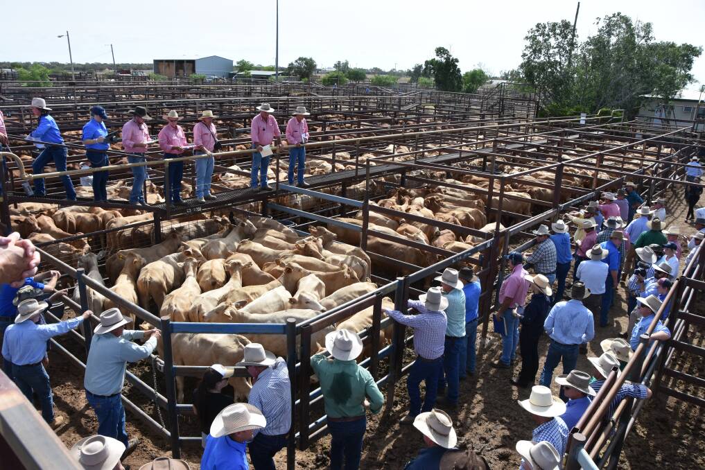 This week's rain is expected to intensify interest in the Australian Green Properties cattle sale in Longreach this week, following the 6000 head offering by AACo last week. Picture - Steve Trask.