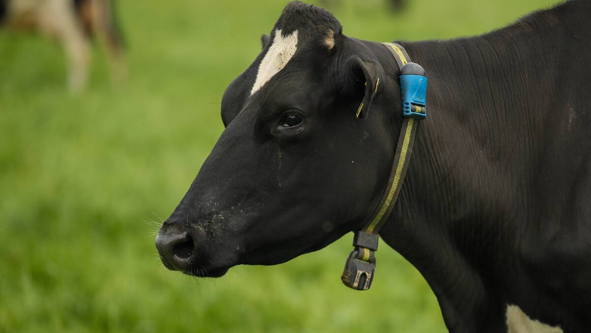 COLLARS: The Dwyers used a Woolworths Innovation Fund grant to put monitoring collars on 400 cows on their farm.