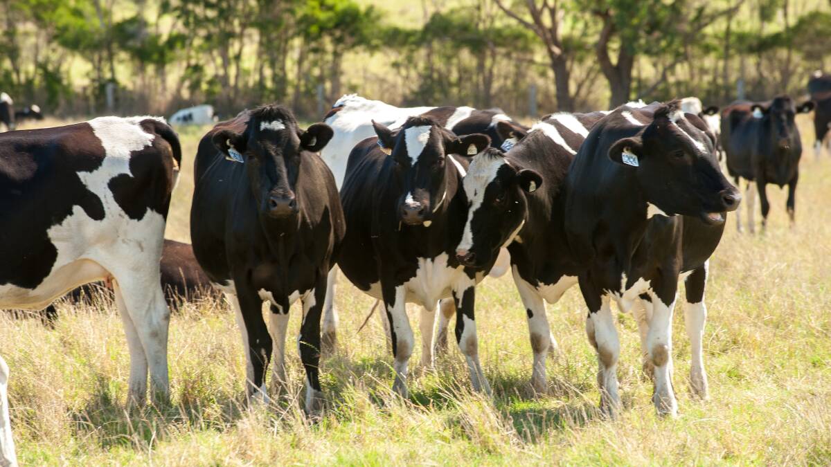 OPPORTUNITY: Raising surplus calves for dairy beef production is an option available to dairy farmers. Photo: Datagene