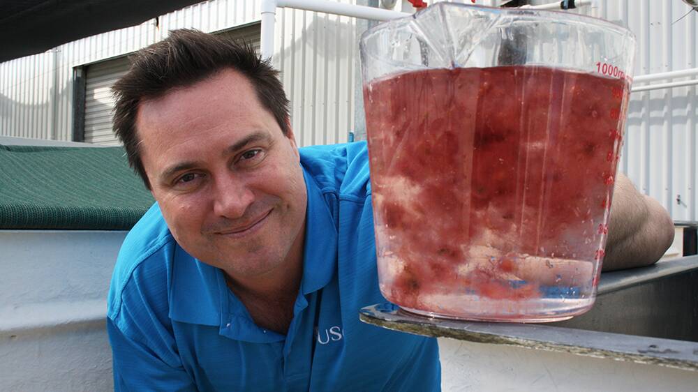 PRETTY IN PINK: USC Seaweed Research Group leader Associate Professor Nick Paul said that if Australia could grow enough of the seaweed for every cow in Australia, the country could cut its greenhouse gas emissions by 10 percent.
